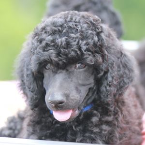 Meet your Posher, Carol